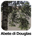 Abete di Douglas